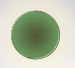 Applique*Marset Applique murale, Caramel 38, , LED, dim, 2700K, 1528 lm, Ø38cm, H12cm - vert