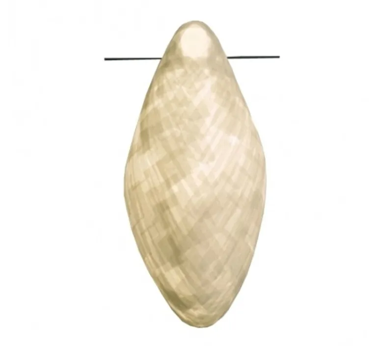 Applique*Celine Wright Applique murale, NID, , H50cm - Celine-Wright blanc