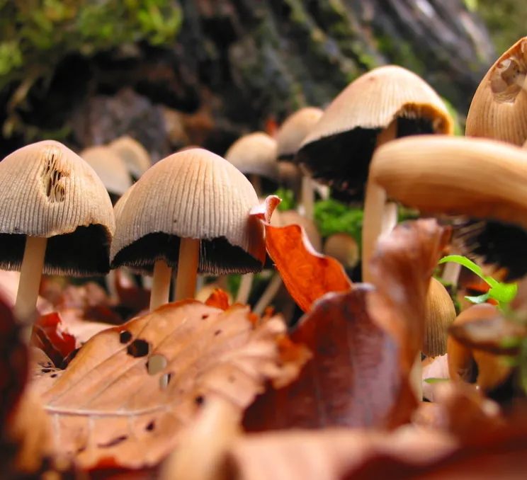 Lampe à poser, Okina 20, blanc mat, LED, dim, 2700K, 800 lm, Ø21cm, H32cm - Pott